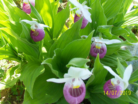 Lady Slippers Flowers